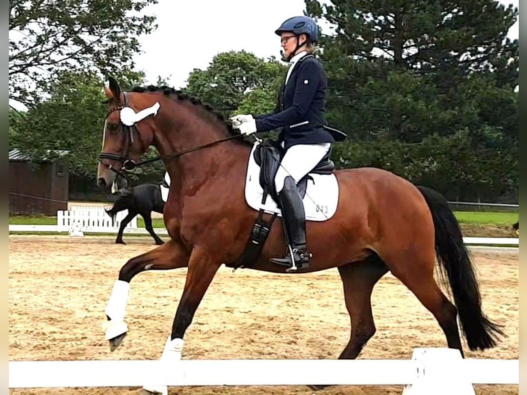 Oldenburg Giumenta 12 Anni 167 cm Baio in Butjadingen