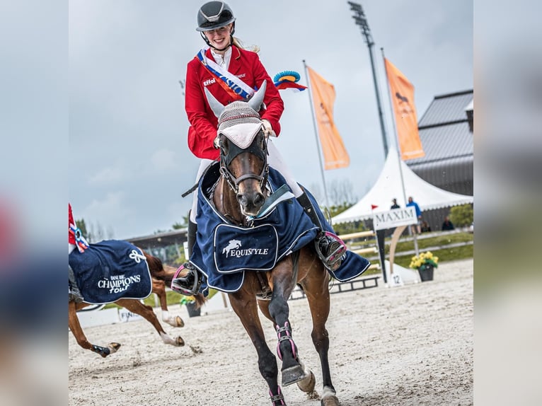 Oldenburg Giumenta 12 Anni 168 cm Baio in Ahrensbök