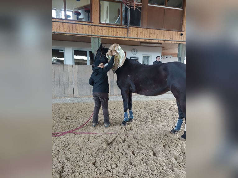 Oldenburg Giumenta 12 Anni 168 cm Baio nero in Bad Herrenalb