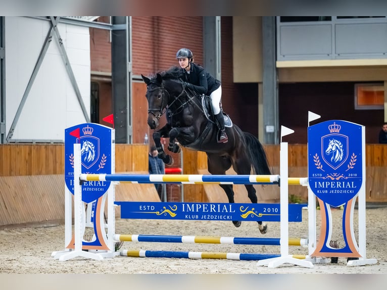 Oldenburg Giumenta 12 Anni 168 cm Baio nero in Zalrz&#xF3;w