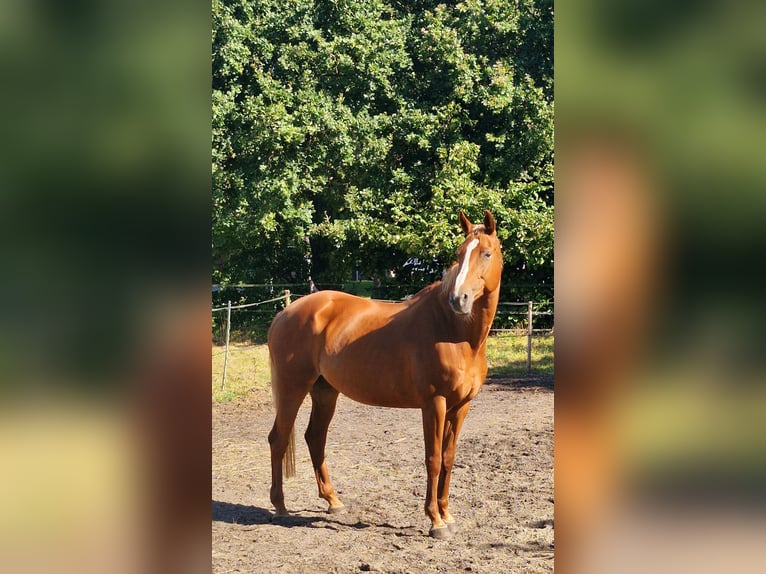 Oldenburg Giumenta 12 Anni 168 cm Sauro in Westoverledingen