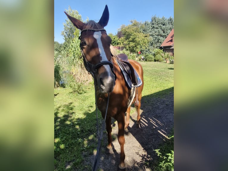 Oldenburg Giumenta 12 Anni 168 cm Sauro in Westoverledingen