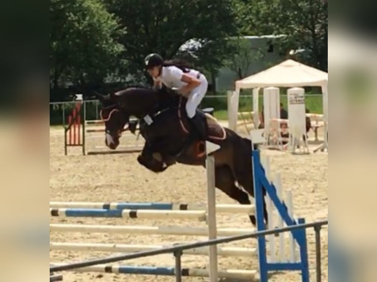 Oldenburg Giumenta 12 Anni 169 cm Baio scuro in Neunkirchen