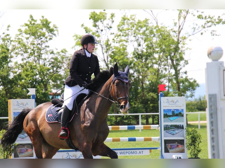 Oldenburg Giumenta 12 Anni 170 cm Baio in Neunkirchen