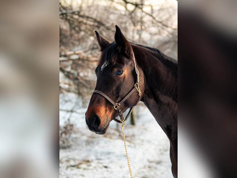 Oldenburg Giumenta 12 Anni 170 cm Baio scuro in MörlenbachMörlenbach