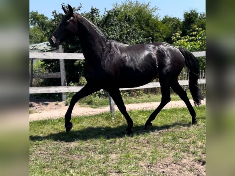 Oldenburg Giumenta 12 Anni 170 cm Morello in Nuthe-Urstromtal