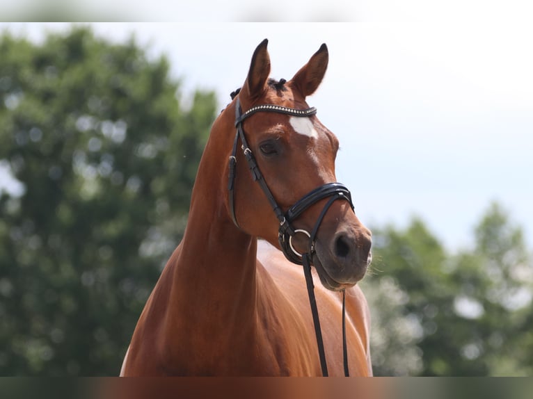 Oldenburg Giumenta 12 Anni 171 cm Baio in Neu Duvenstedt