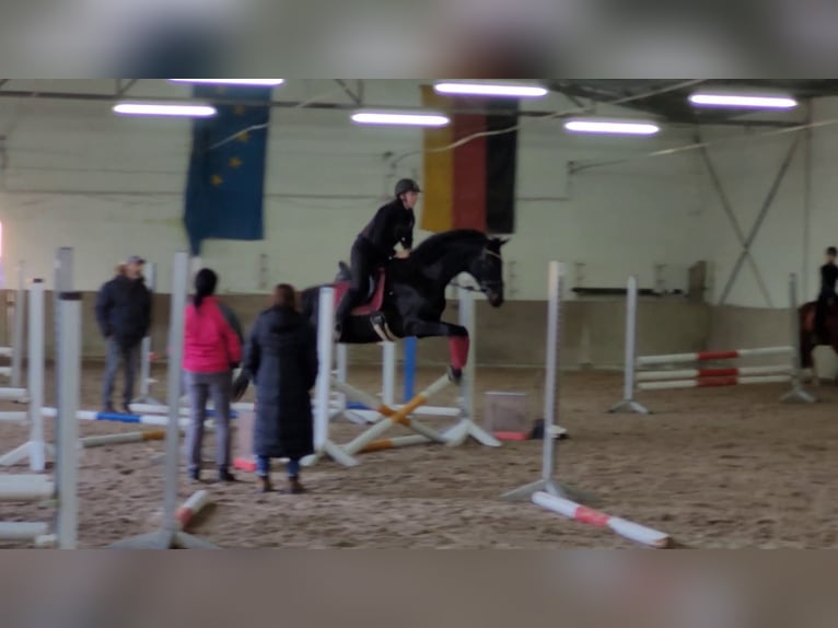 Oldenburg Giumenta 12 Anni 171 cm Baio scuro in Bad Herrenalb