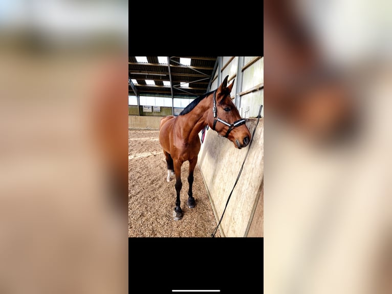 Oldenburg Giumenta 12 Anni 172 cm Baio in Osterr&#xF6;nfeld