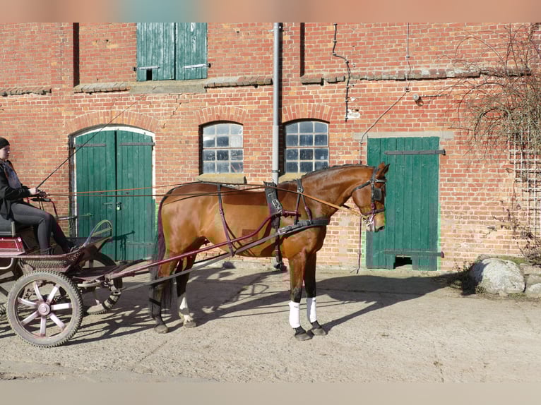 Oldenburg Giumenta 12 Anni 172 cm Baio in Ganschow