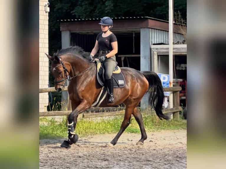 Oldenburg Giumenta 12 Anni 172 cm Baio scuro in Bochum