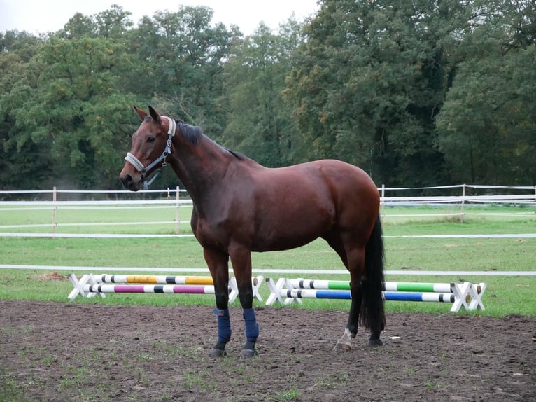 Oldenburg Giumenta 12 Anni 172 cm Sauro scuro in Osterwald