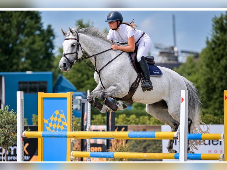 Oldenburg Giumenta 12 Anni 173 cm Grigio in Renswoude