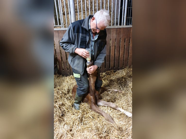 Oldenburg Giumenta 12 Anni in Löningen