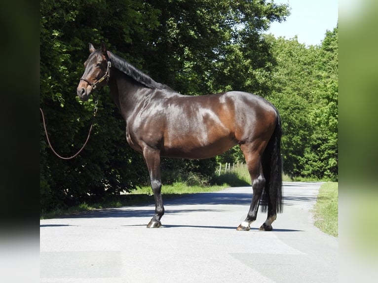 Oldenburg Giumenta 13 Anni 160 cm Baio scuro in Verl