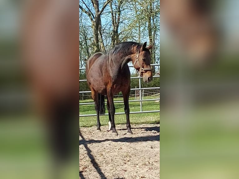 Oldenburg Giumenta 13 Anni 165 cm Baio in Nordenham