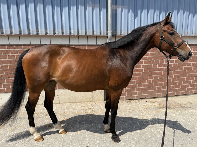 Oldenburg Giumenta 13 Anni 165 cm Baio in Nettetal