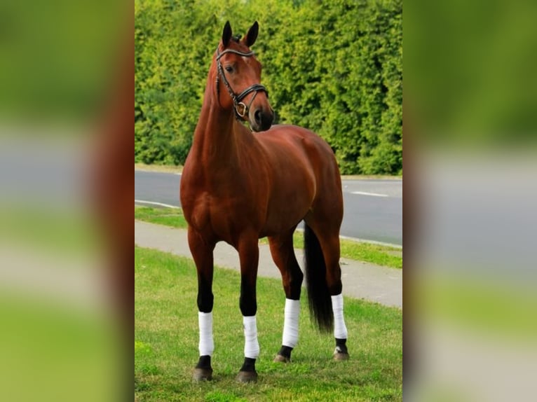 Oldenburg Giumenta 13 Anni 165 cm Baio in Wachtberg