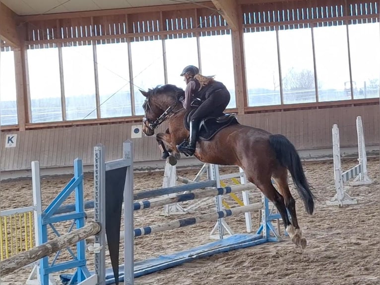 Oldenburg Giumenta 13 Anni 165 cm Baio in Neukirchen/Erzgebirge