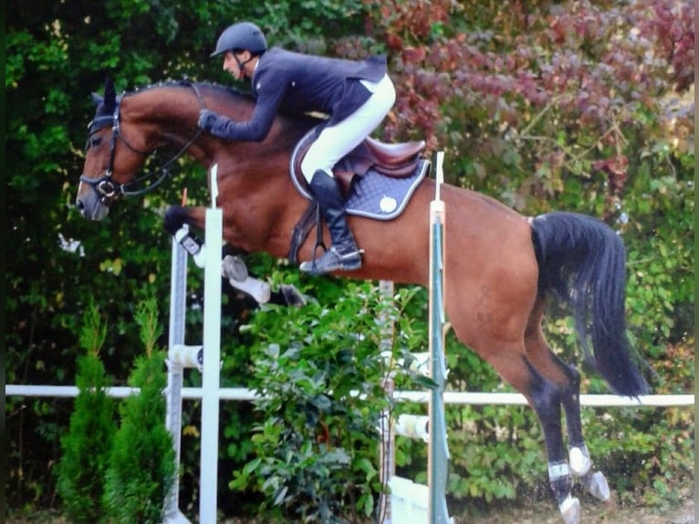 Oldenburg Giumenta 13 Anni 165 cm Baio in Mühlhausen