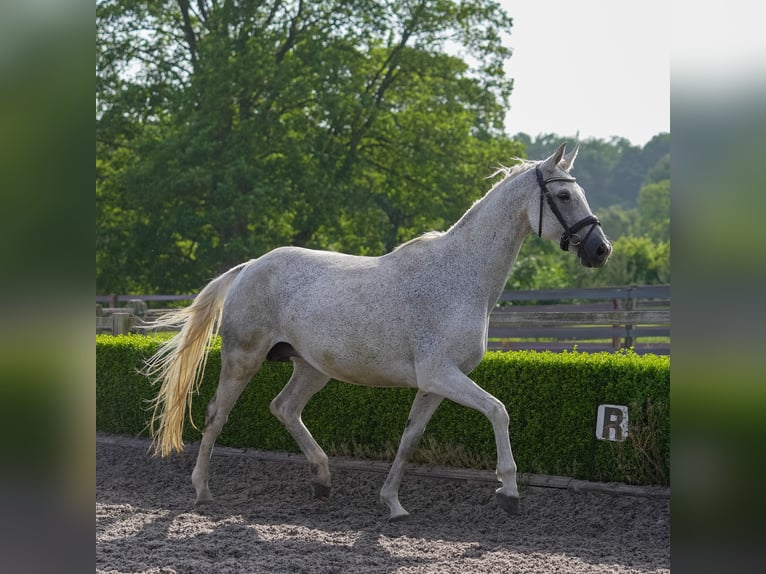 Oldenburg Giumenta 13 Anni 165 cm Grigio trotinato in yorkshire