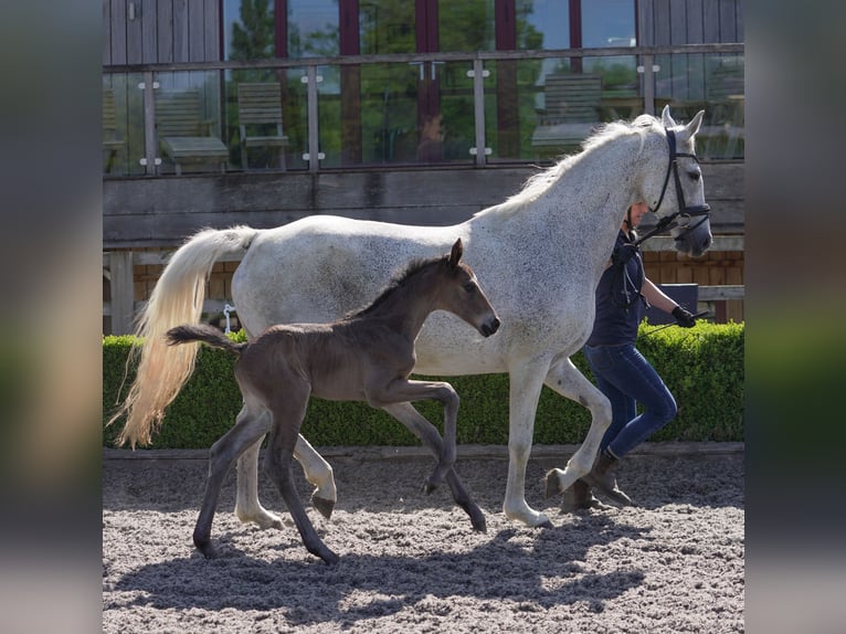 Oldenburg Giumenta 13 Anni 165 cm Grigio trotinato in yorkshire