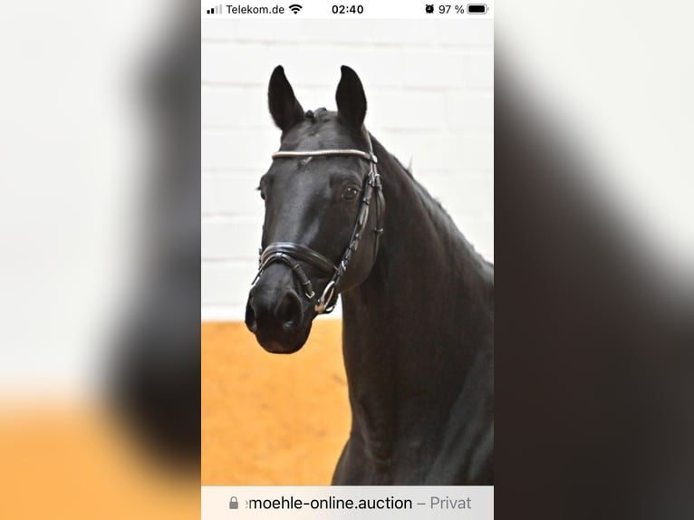 Oldenburg Giumenta 13 Anni 165 cm Morello in Gilching