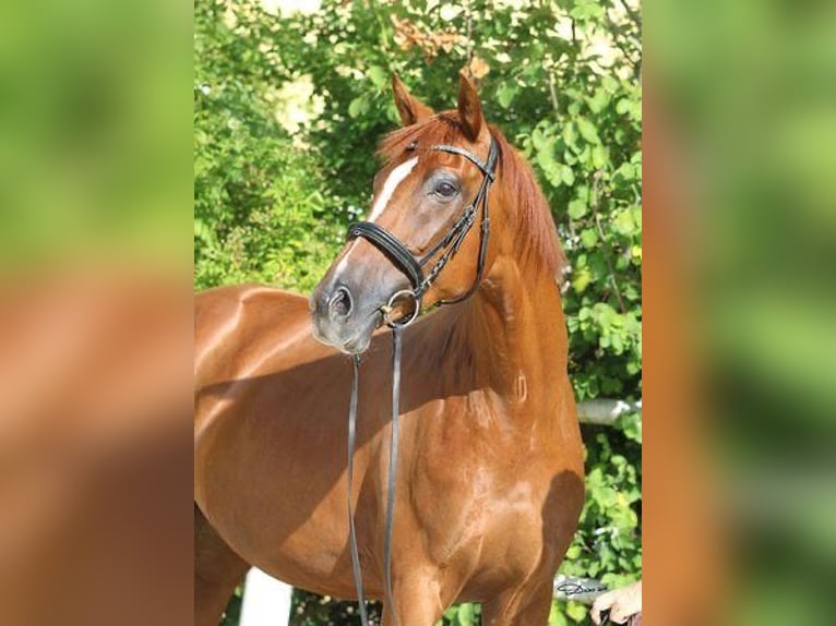 Oldenburg Giumenta 13 Anni 165 cm Sauro in Steinerkirchen