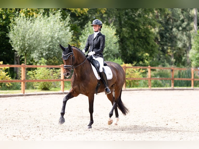 Oldenburg Giumenta 13 Anni 167 cm Baio scuro in Vlaardingen