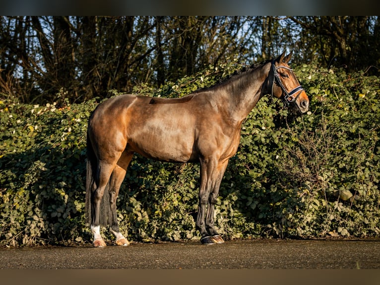 Oldenburg Giumenta 13 Anni 167 cm Baio scuro in Vlaardingen