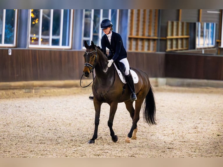 Oldenburg Giumenta 13 Anni 167 cm Baio scuro in Vlaardingen