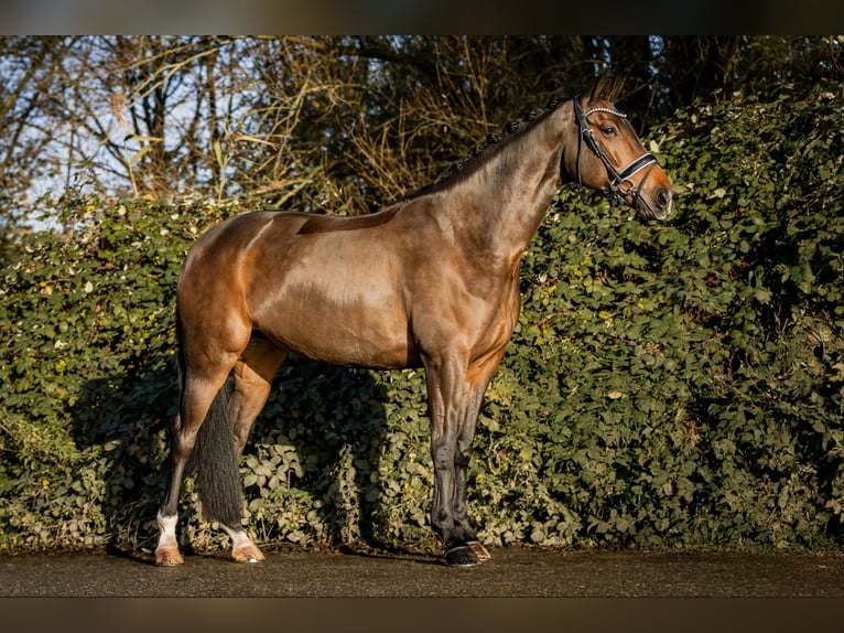 Oldenburg Giumenta 13 Anni 167 cm Baio scuro in Vlaardingen
