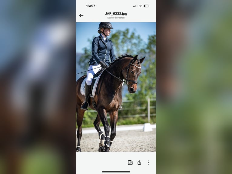 Oldenburg Giumenta 13 Anni 167 cm Baio scuro in Ersigen