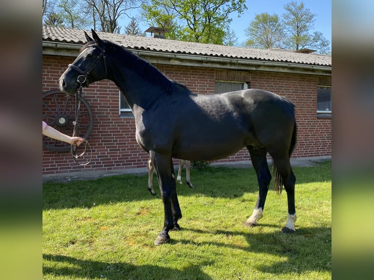 Oldenburg Giumenta 13 Anni 168 cm Baio nero in KollmaR
