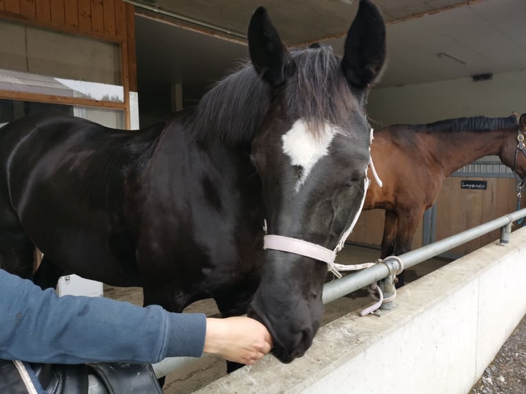Oldenburg Giumenta 13 Anni 169 cm Baio nero in Wolhusen