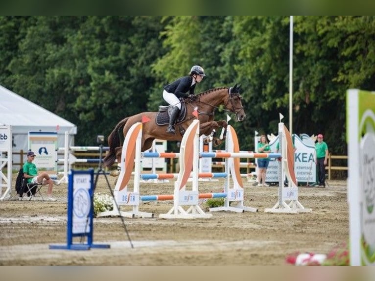 Oldenburg Giumenta 13 Anni 169 cm Sauro scuro in Vierhöfen