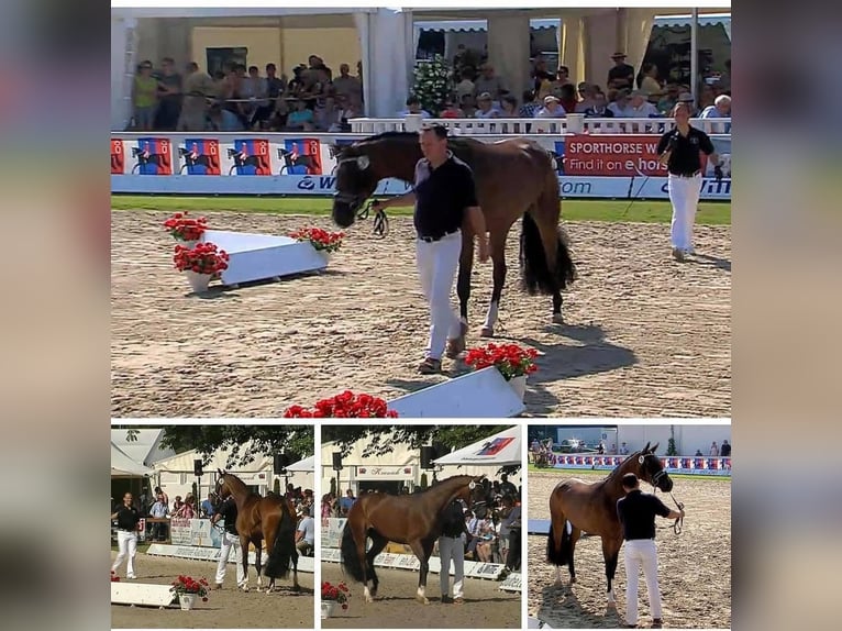 Oldenburg Giumenta 13 Anni 170 cm Baio in Vechta