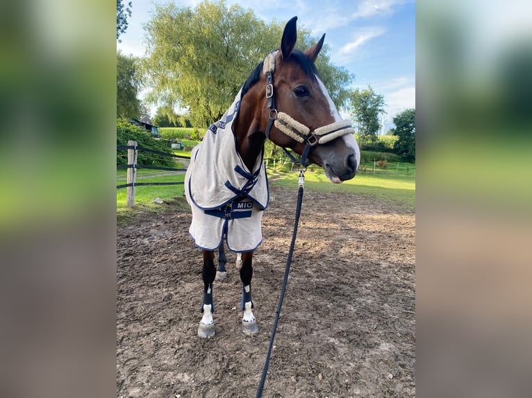 Oldenburg Giumenta 13 Anni 170 cm Baio in Hanerau-Hademarschen