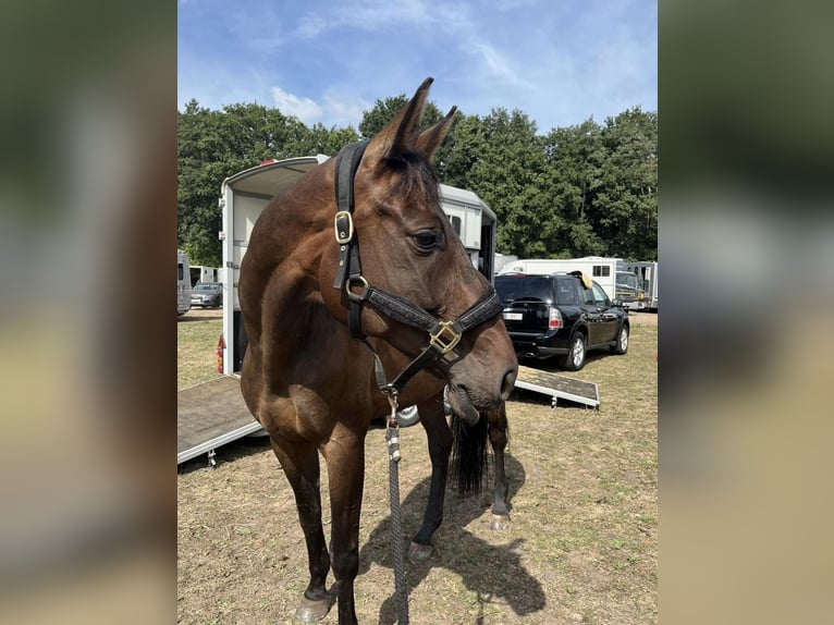 Oldenburg Giumenta 13 Anni 170 cm Baio scuro in Vlamertinge