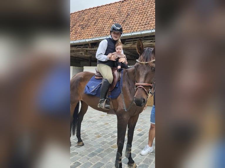 Oldenburg Giumenta 13 Anni 170 cm Baio scuro in Vlamertinge
