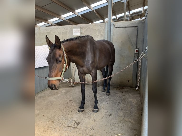 Oldenburg Giumenta 13 Anni 170 cm Baio scuro in Vlamertinge