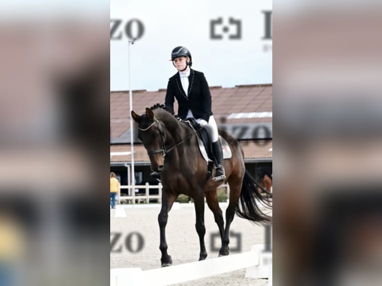 Oldenburg Giumenta 13 Anni 170 cm Baio scuro in Vlamertinge
