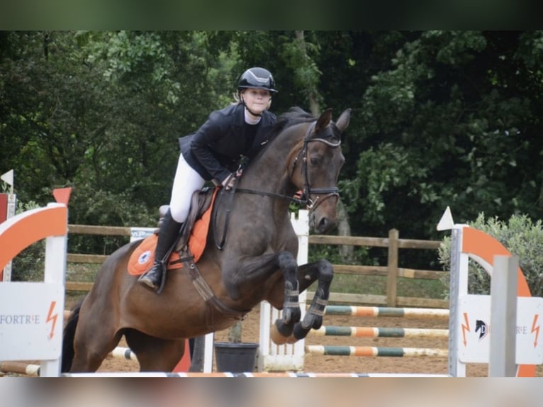 Oldenburg Giumenta 13 Anni 170 cm Baio scuro in Vlamertinge