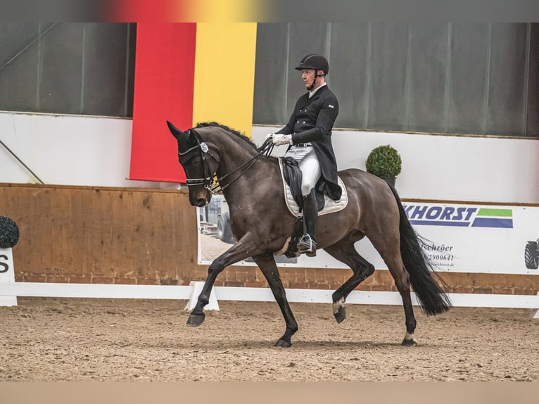 Oldenburg Giumenta 13 Anni 171 cm Baio in Lohne (Oldenburg)