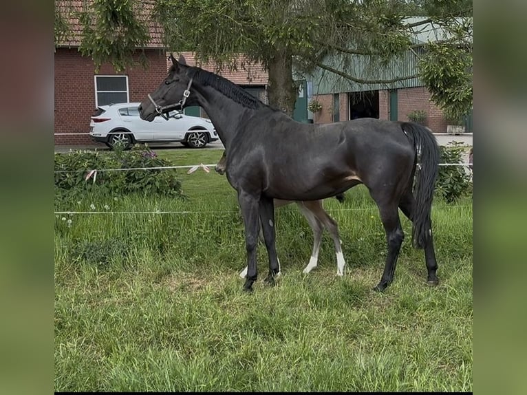 Oldenburg Giumenta 13 Anni 172 cm Baio nero in Borken