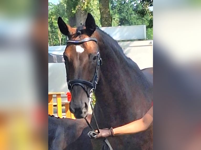 Oldenburg Giumenta 13 Anni 172 cm Baio scuro in Frankenberg (Eder)