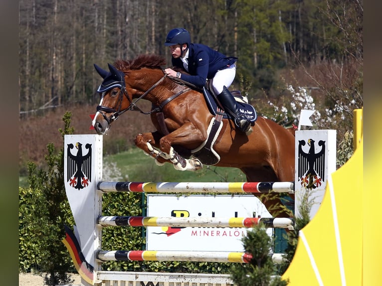 Oldenburg Giumenta 13 Anni 174 cm Sauro in HeldrungenOberheldrungen