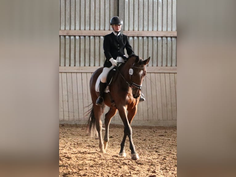 Oldenburg Giumenta 13 Anni Baio in Behrensdorf