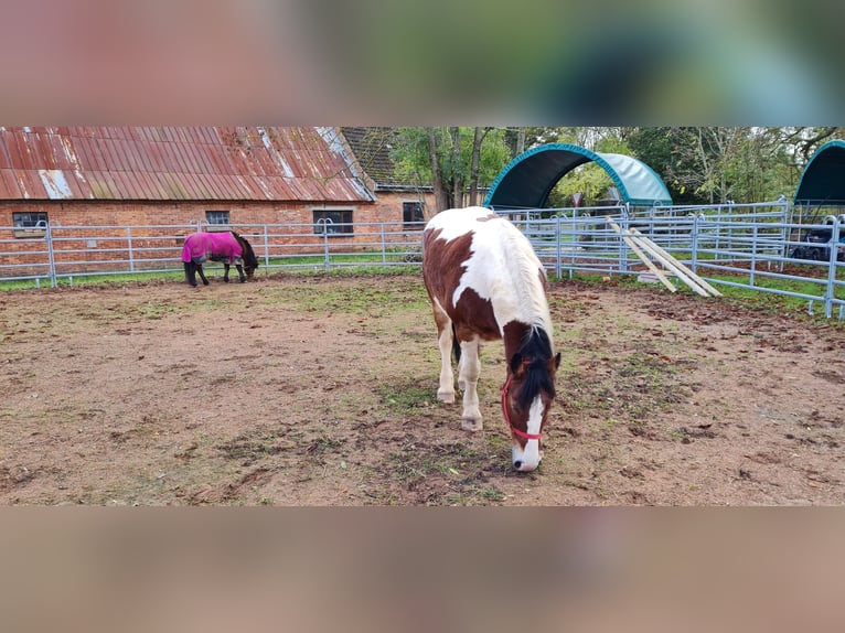 Oldenburg Giumenta 13 Anni in Deyelsdorf