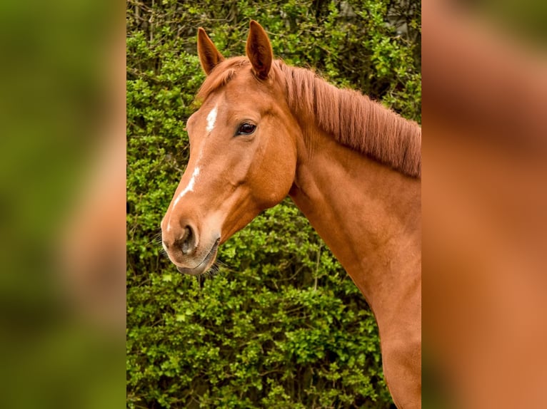 Oldenburg Giumenta 13 Anni Sauro in Eschweiler
